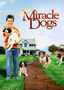 Miracle Dogs